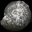 Cadoceras Ammonite Cluster - Russia #34632-1